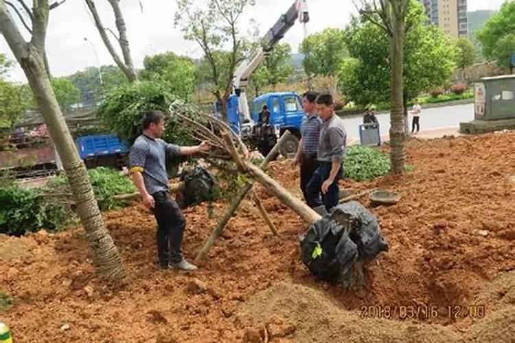 树苗移栽多久可以施肥 “移栽后几天可以给树苗施肥？”