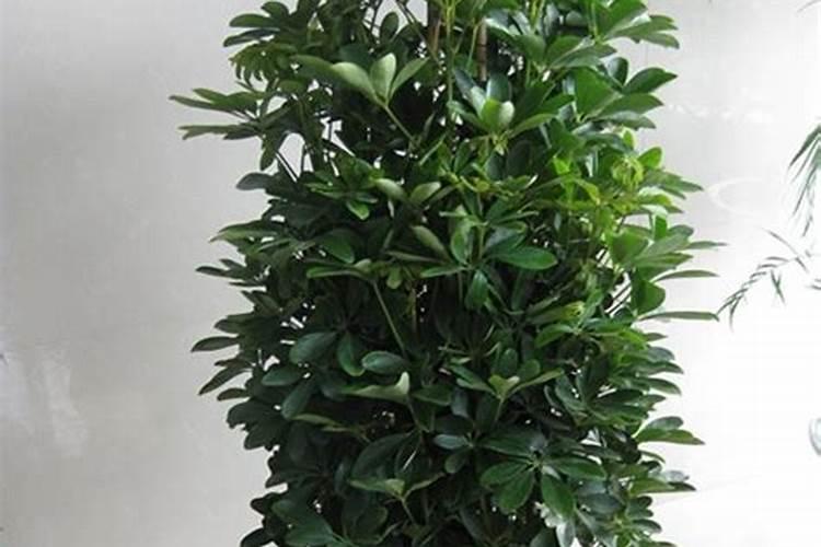 招财树叶子卷曲怎么办