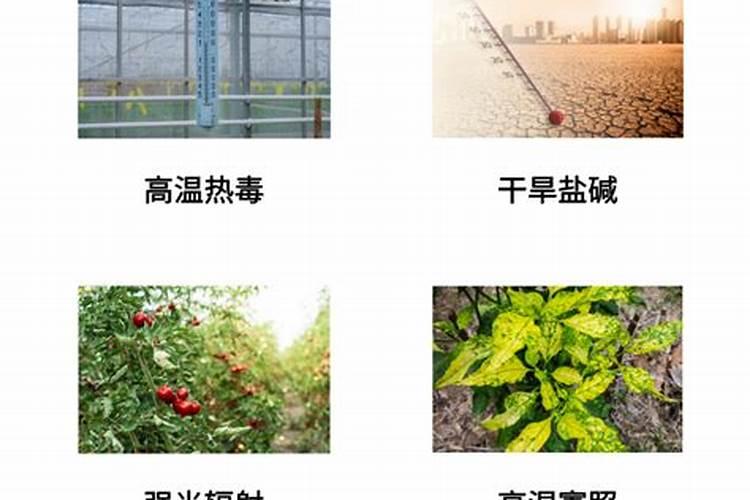 附近有机肥生产厂家(河北有机肥生产厂家)