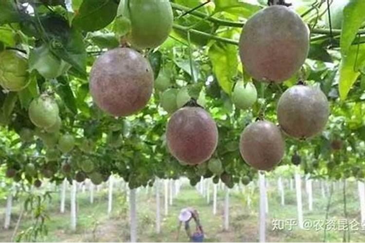 大葱培土方法和注意事项大葱怎么施肥