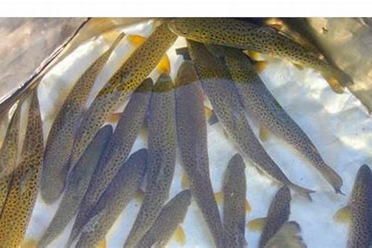 亚东鲑鱼是哪里的特产