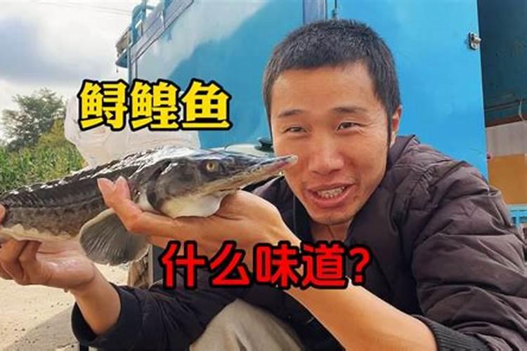 西藏的鱼类口感如何？