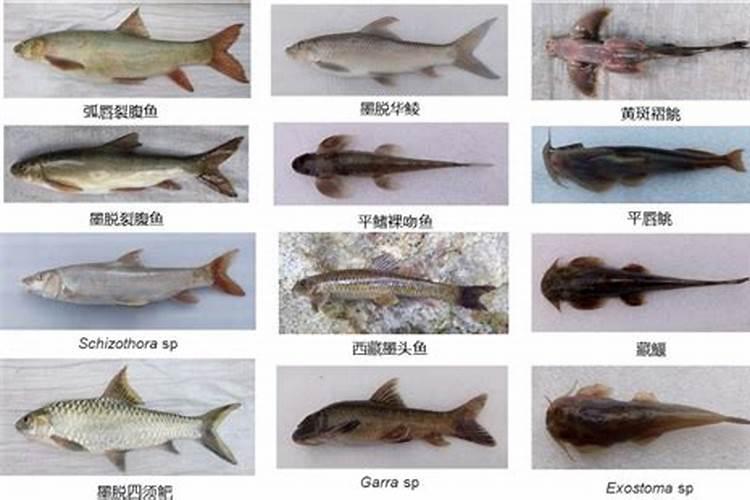 鱼的蛋白质含量多吗