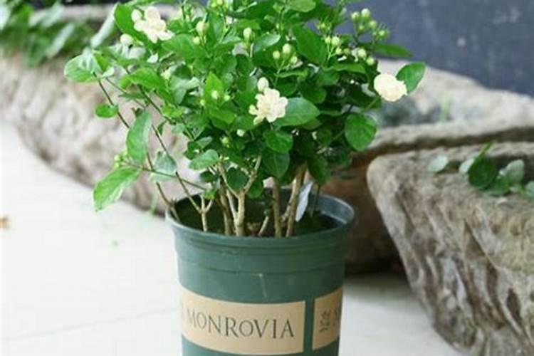 彩椒什么季节成熟上市