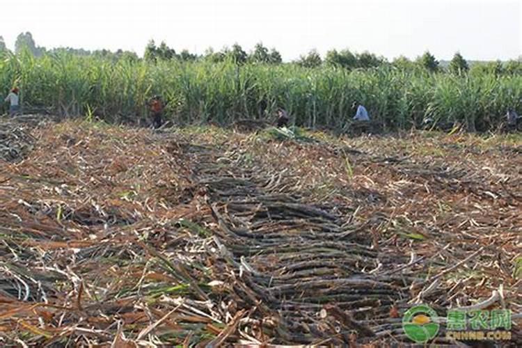 甘蔗七月份施什么肥好