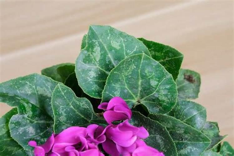 无公害茶叶怎么施肥？详解无公害茶叶施肥技术