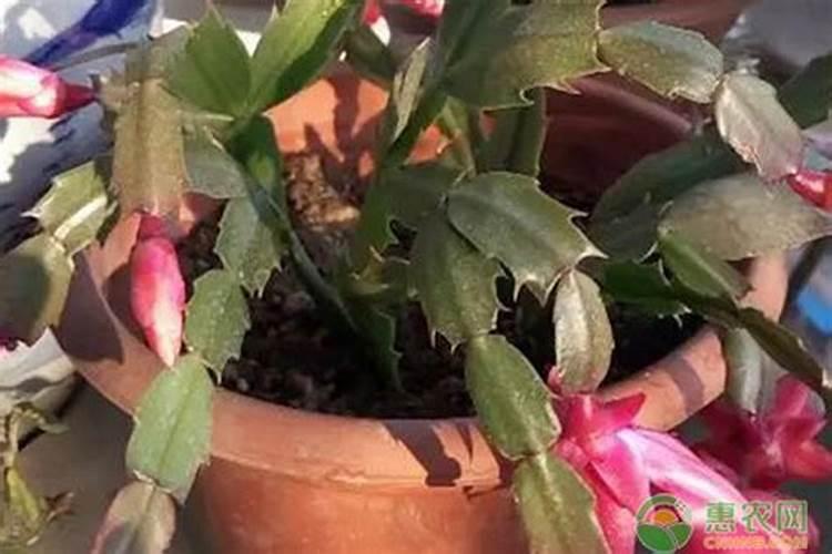 植物的叶能够吸收水分吗？