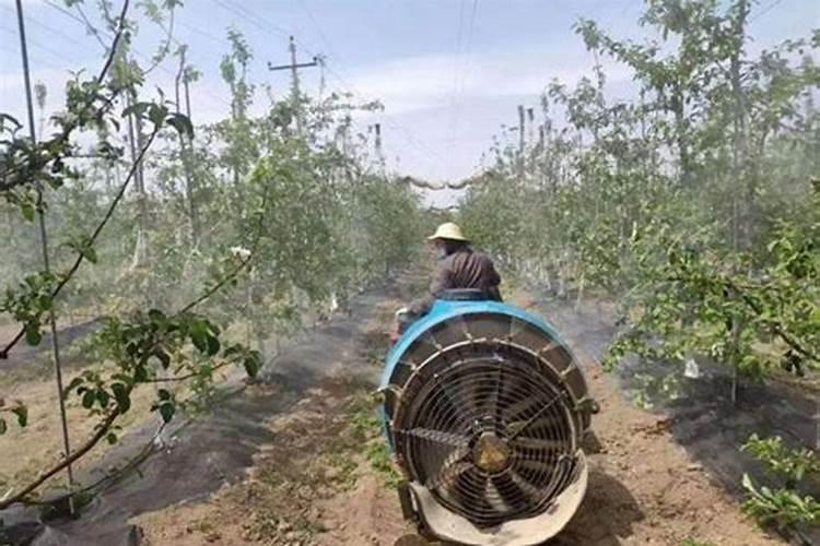 红小豆如何栽培 种植红小豆的要点是什么