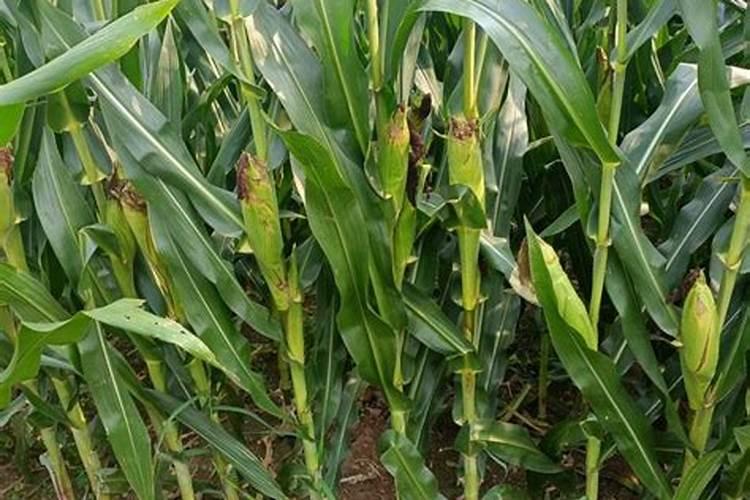 玉米施加钙肥的最佳时间 什么时候使用合适