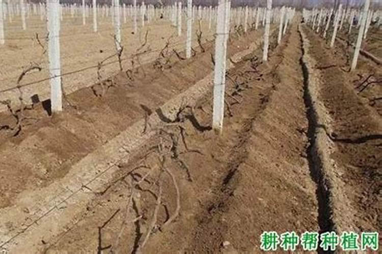 葡萄什么时候补充钙肥？