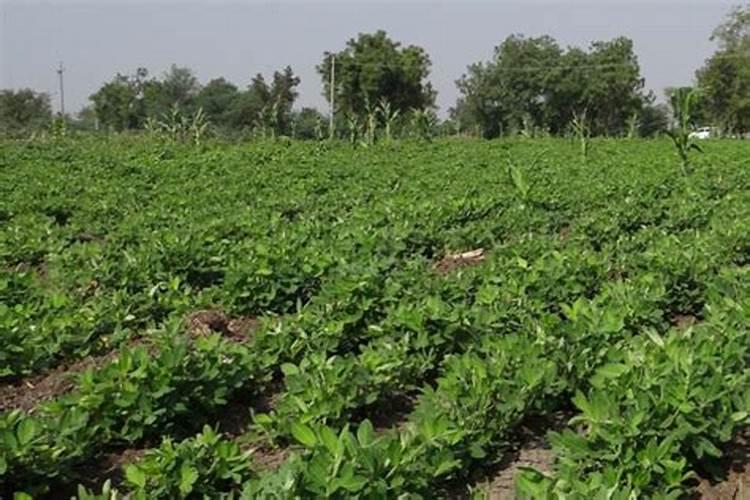 花生如何种植才能高产？分享花生斤半颗水溶肥助增产原因