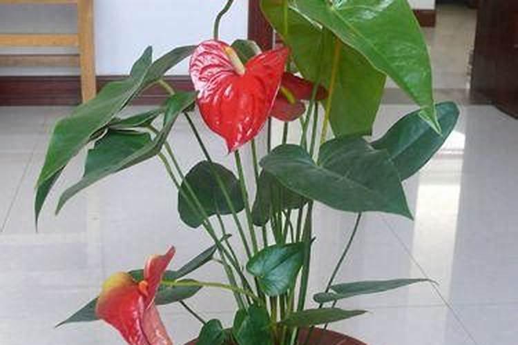 火鹤花怎么养长的好