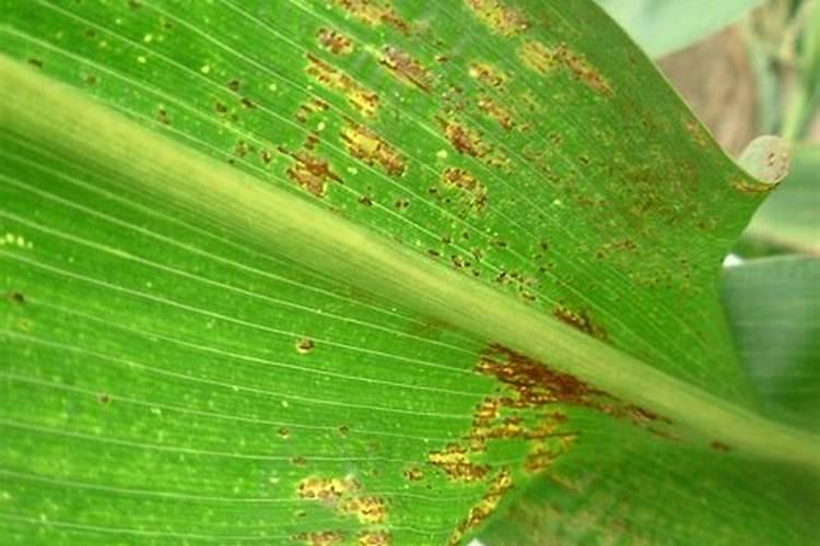 玉米褐斑病用什么杀菌剂好