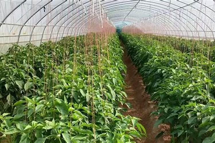 辣椒保花保果用什么药最好