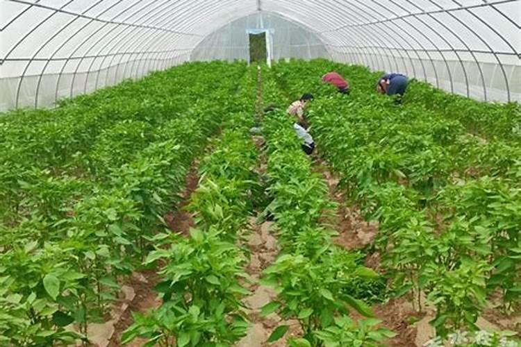辣椒用钙镁硼锌铁肥好吗