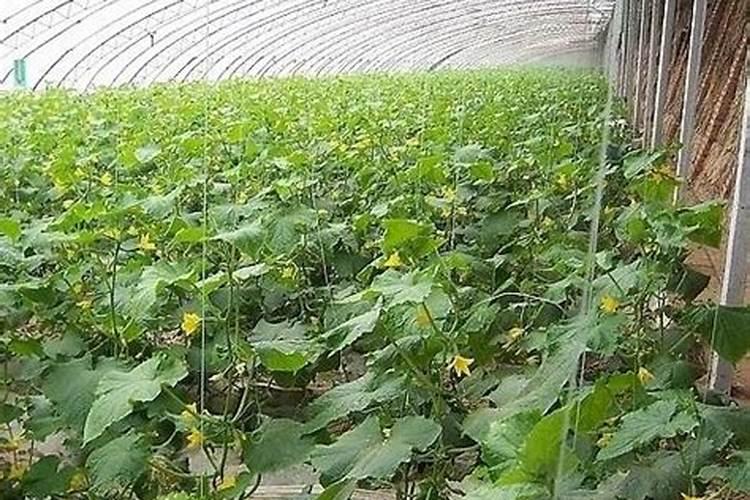 大棚冬季种植黄瓜,要使用叶面肥吗？