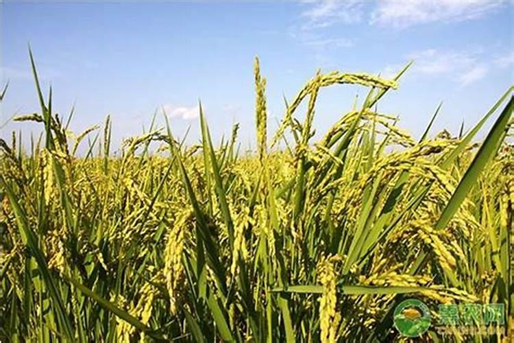 红心柚什么时候成熟