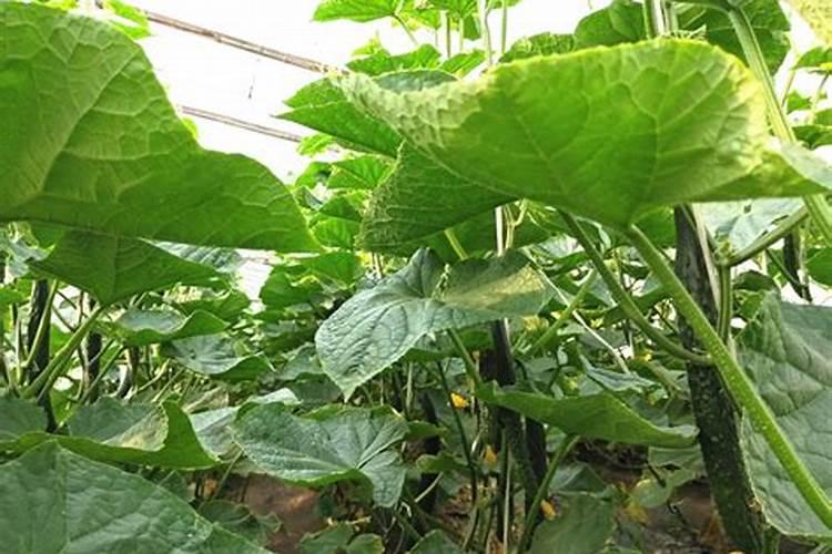 黄瓜施肥的正确方法,施什么肥好