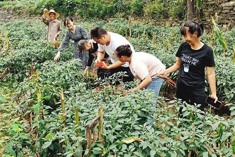 楼主请问:南漳微生物肥品牌有哪些在线等