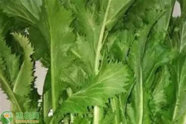 水种芥菜种植方法