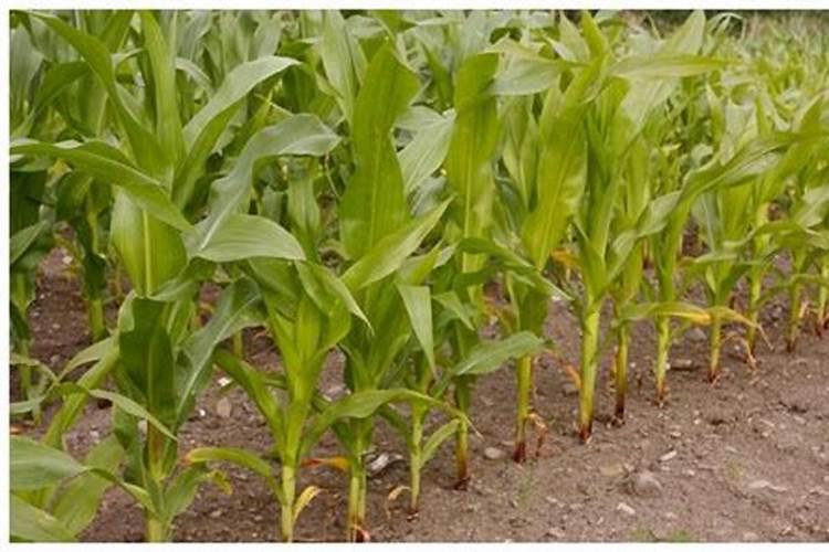 植物营养液有哪些