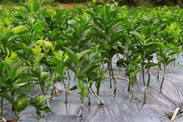 柑橘冬季树势保护叶面肥用什么好