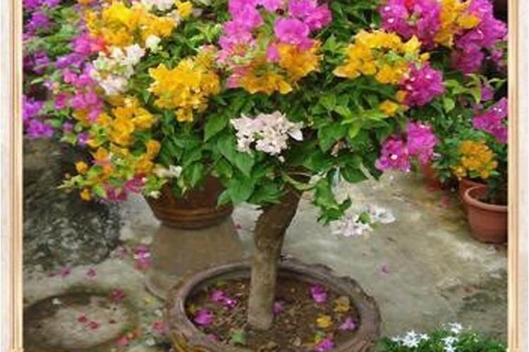 三角梅用什么肥料