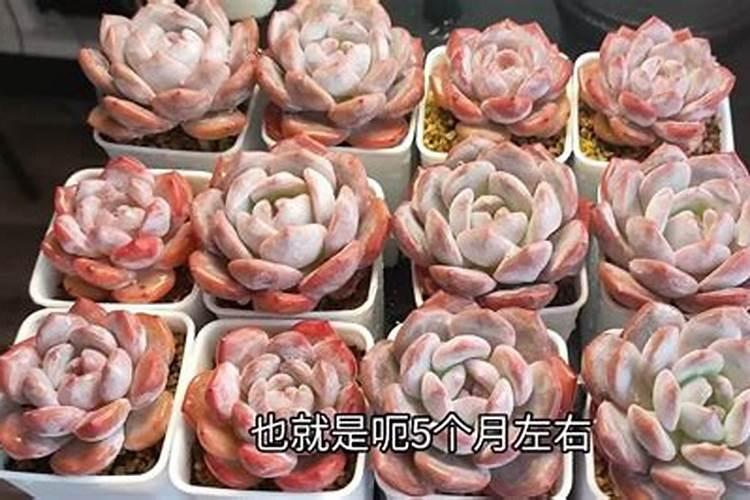 微笑的金黄是什么意思？