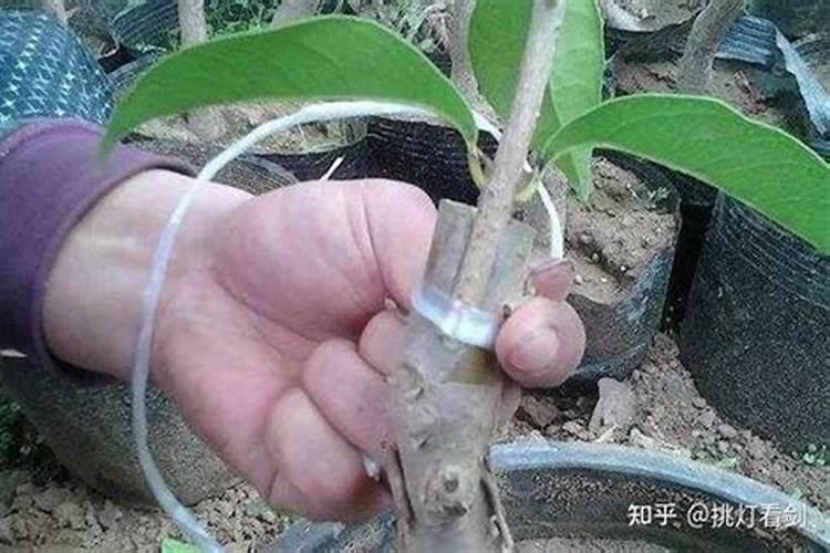 无花果幼树冬季如何施肥 无花果幼树冬季施肥方法