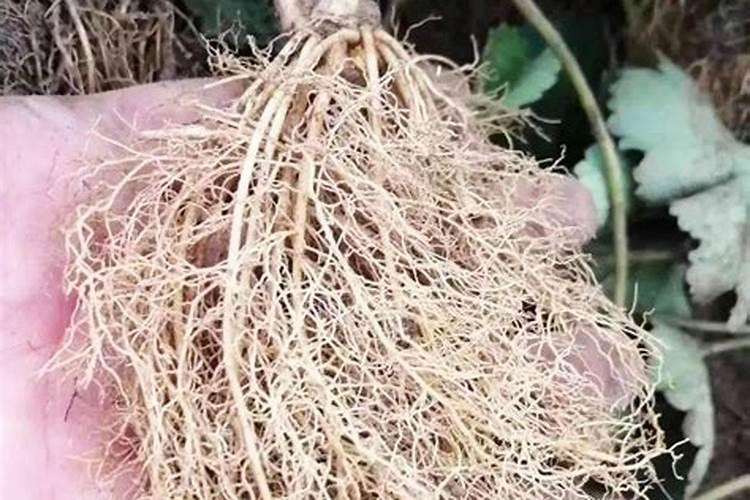 茄子开花结果期怎么施肥和管理