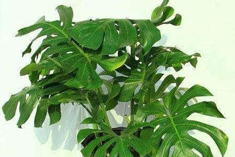 龟背竹夏天能施肥吗？龟背竹的施肥方法和注意事项