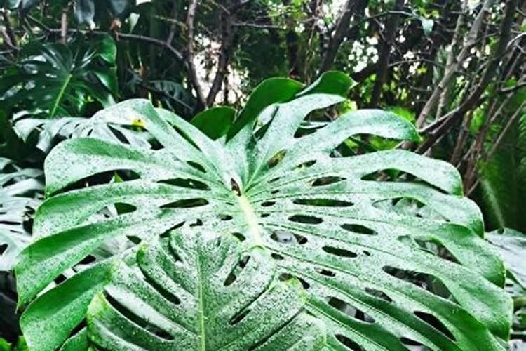 龟背竹夏天能施肥吗？龟背竹的施肥方法和注意事项