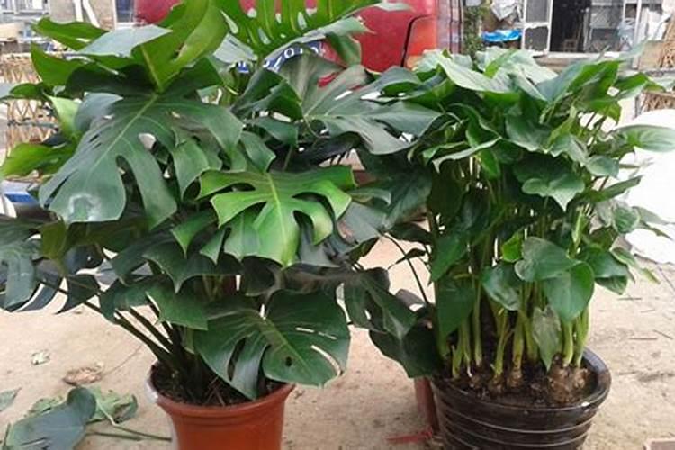 龟背竹怎么施肥