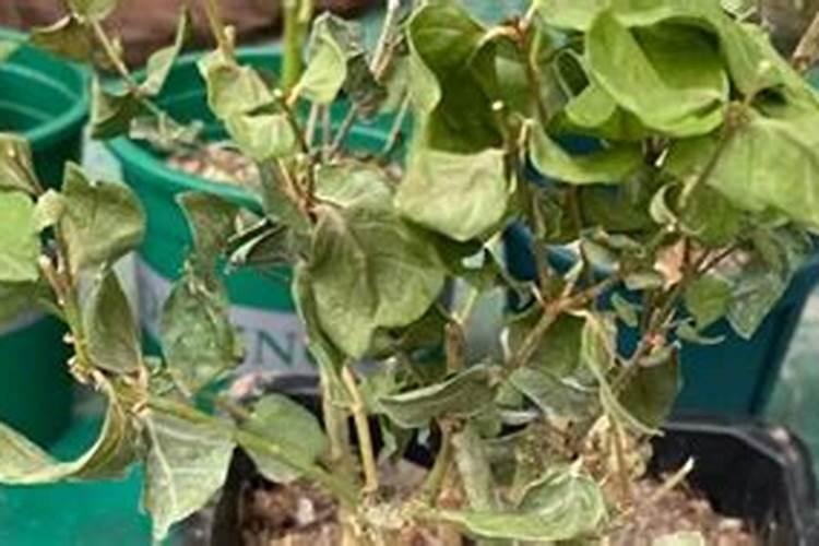 农业部正式登记的微生物肥料品种