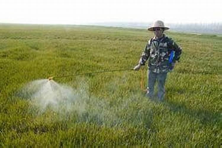 玉米苗后除草剂可以和芸苔素内酯一起用吗