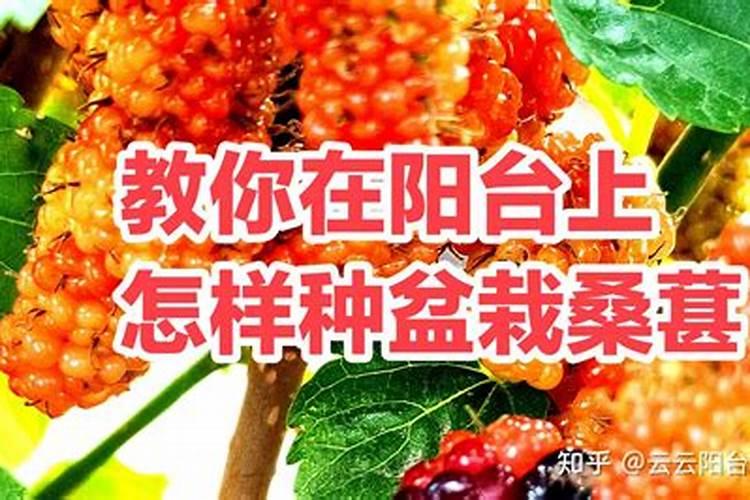 桑葚种植技术及高产要点