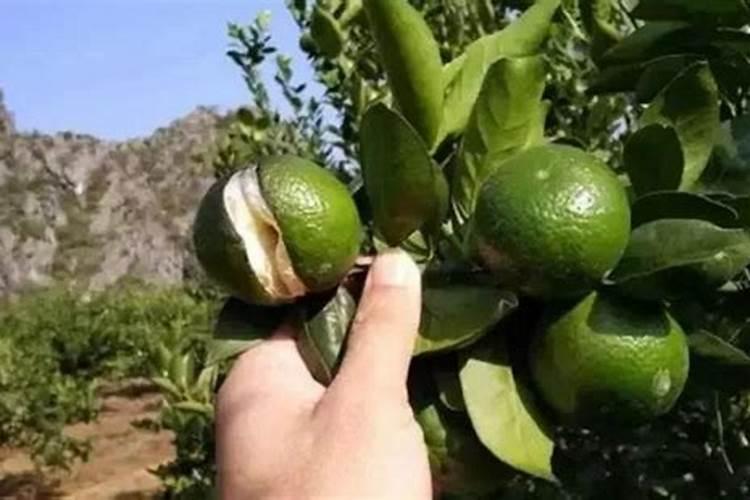 为什么很多农民的砂糖橘今年开花少或者不开花