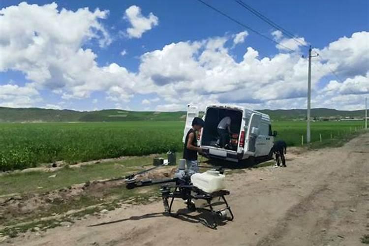 高粱打药后怎么管理