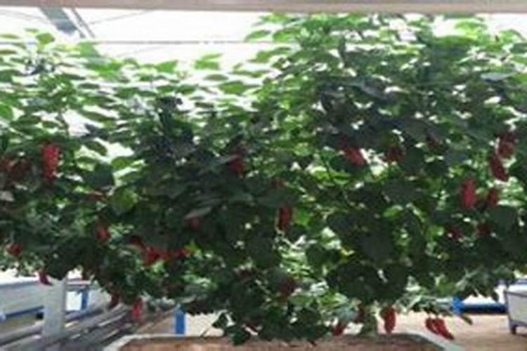 用什么办法放置李子能使其变甜？