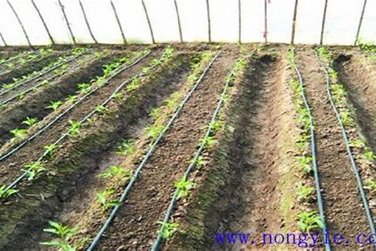 芸豆需要冲施含有什么的肥料