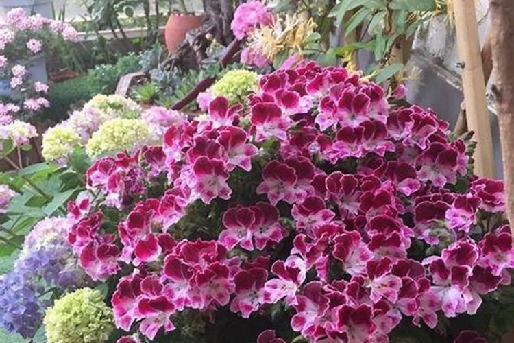 20里米花盆加施磷钾肥多少才好