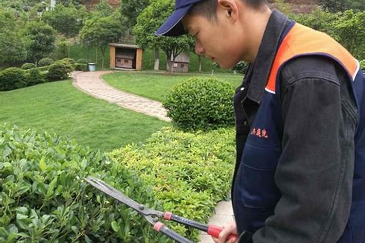 茶树能使用芸苔素吗