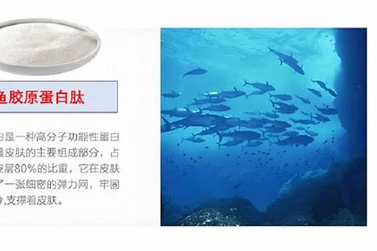 鱼蛋白灌根几天见效