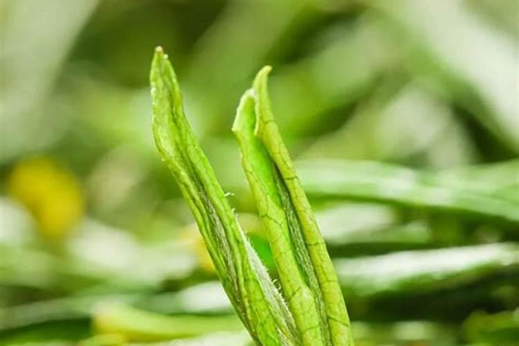 ？哪里红茶最好安吉白茶种植和管理,这种方法有利于降低生产成本!百度...