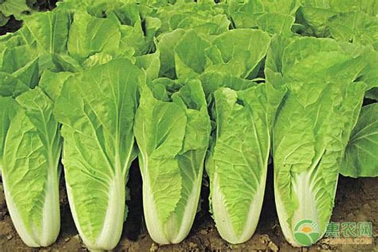 四季速生快菜种植方法