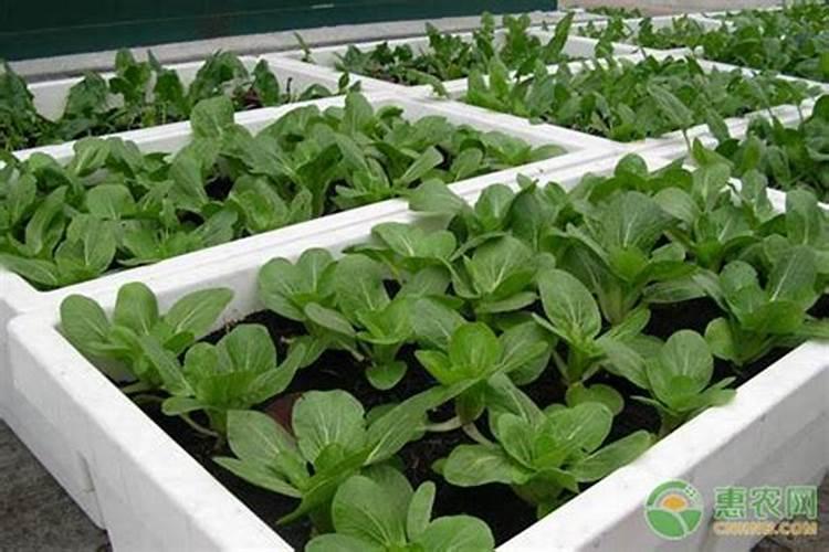 ...的阳台叶菜:快菜,不到一个月就能吃,这些种植技巧让你轻松实现可持续...