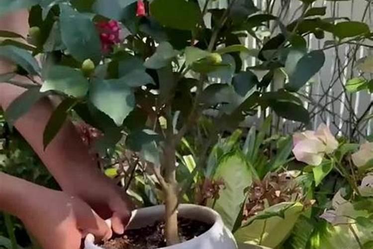 植物施钾肥应间隔多久 植物施钾肥的最佳时间间隔是多久？