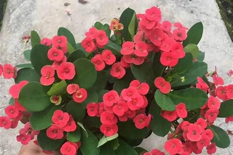 活性硼锌铁镁肥作用