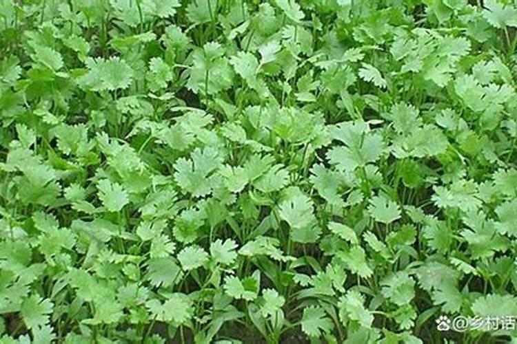 香菜用什么土方法施肥最好