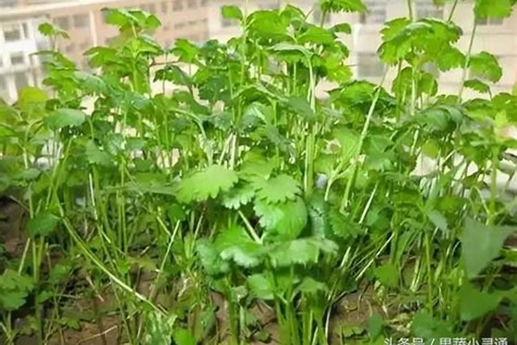 我家大棚种植蔬菜,请问应该怎么施肥？